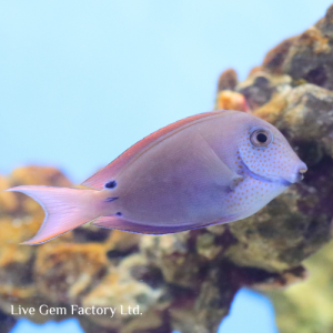 Tang - Lavender
