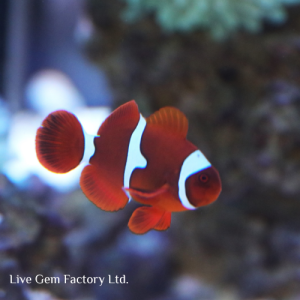 Clownfish - Maroon