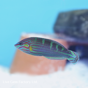 Wrasse - Melanurus