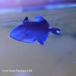 Triggerfish - Niger
