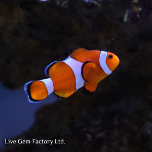 Clownfish - Ocellaris