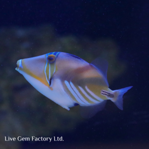 Triggerfish - Picasso