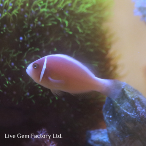 Clownfish - Skunk (Pink)