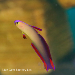 Goby - Firefish (Purple)
