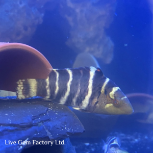 Wrasse - Red Breast