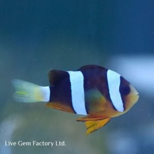 Clownfish - Sebae