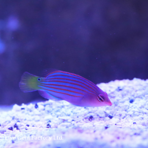 Wrasse - Six Line