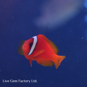 Clownfish - Tomato
