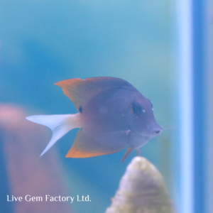 Tang - Tomini