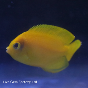 Angelfish - Yellow