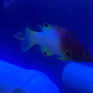 Hogfish - Axilspot