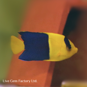 Angelfish - Bicolor