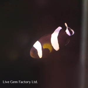 Clownfish - Saddleback