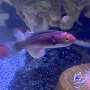 Wrasse - Brunneus Fairy