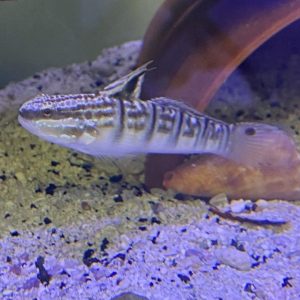 Goby - Banded Sleeper