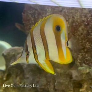 Butterflyfish - Copperband