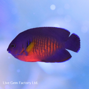 Angelfish - Coral Beauty