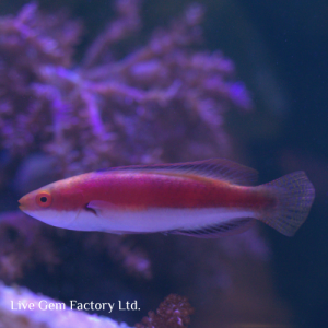 Wrasse - Katherine Fairy