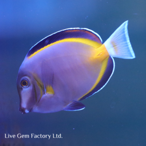 Tang - Powder Brown