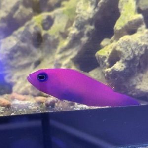 Dottyback - Purple