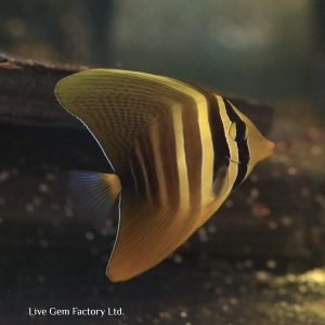 Tang - Sailfin