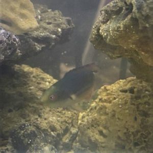 Wrasse - Scotts Fairy