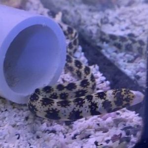 Eel - Snowflake
