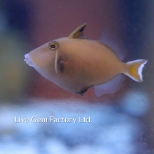 Triggerfish - Halfmoon