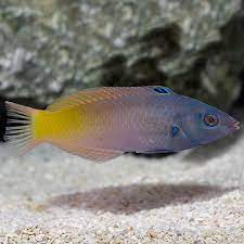 Wrasse - Two Tone