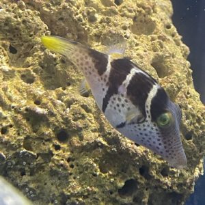Puffer - Valentini