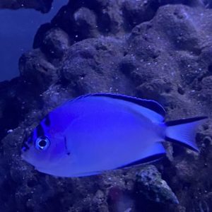 Angelfish - Watanabei