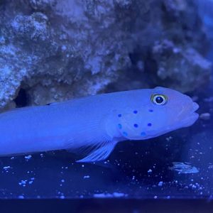Goby - White Sleeper