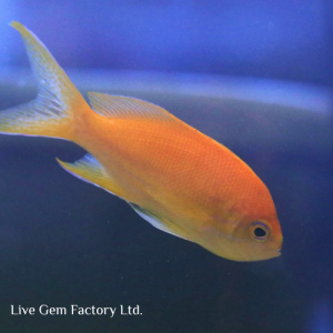 Anthias - Yellow