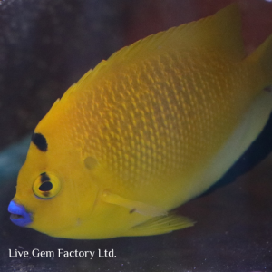 Angelfish - Flagfin