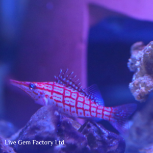 Hawkfish - Longnose