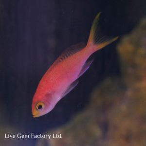 Anthias - Randall