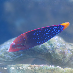 Wrasse - Yellowtail Coris (Adult)