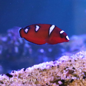 Wrasse - Yellowtail Coris