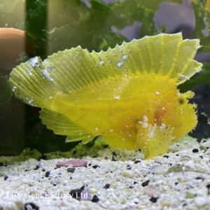 Scorpionfish - Yellow