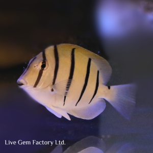 Tang - Convict