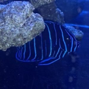 Angelfish - Majestic