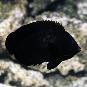 Angelfish - Midnight