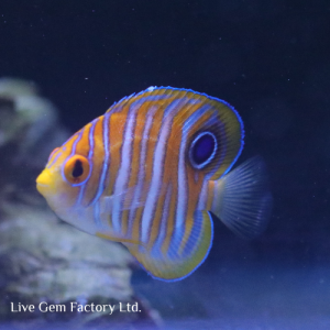Angelfish - Regal