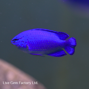 Damsel - Blue