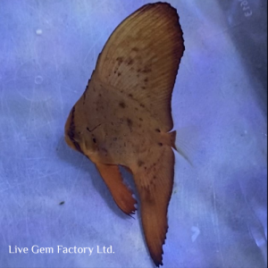 Batfish - Orbicular