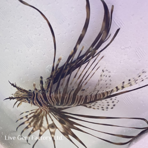 Lionfish - Peacock (Black)