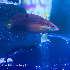 Wrasse - Christmas