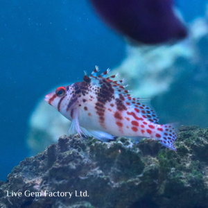 Hawkfish - Falco