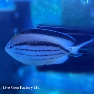 Angelfish - Lamarck