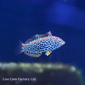 Wrasse - Melagris Leopard